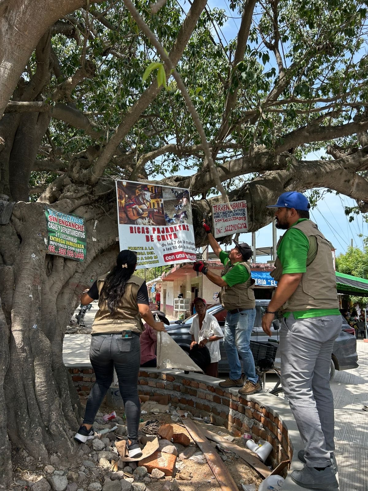 Gobierno del Bien retira publicidad en árboles de Vallarta