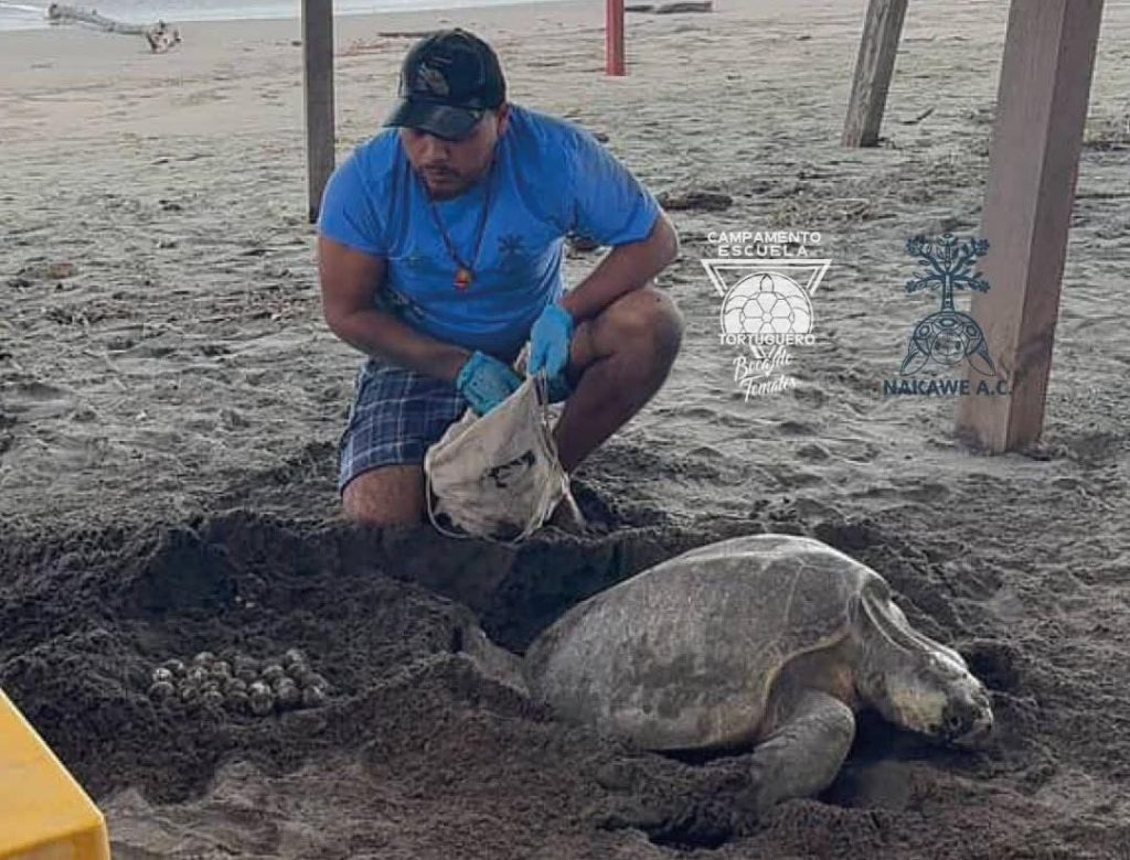 Aumenta arribo de tortugas en Vallarta, pero también el saqueo de nidos