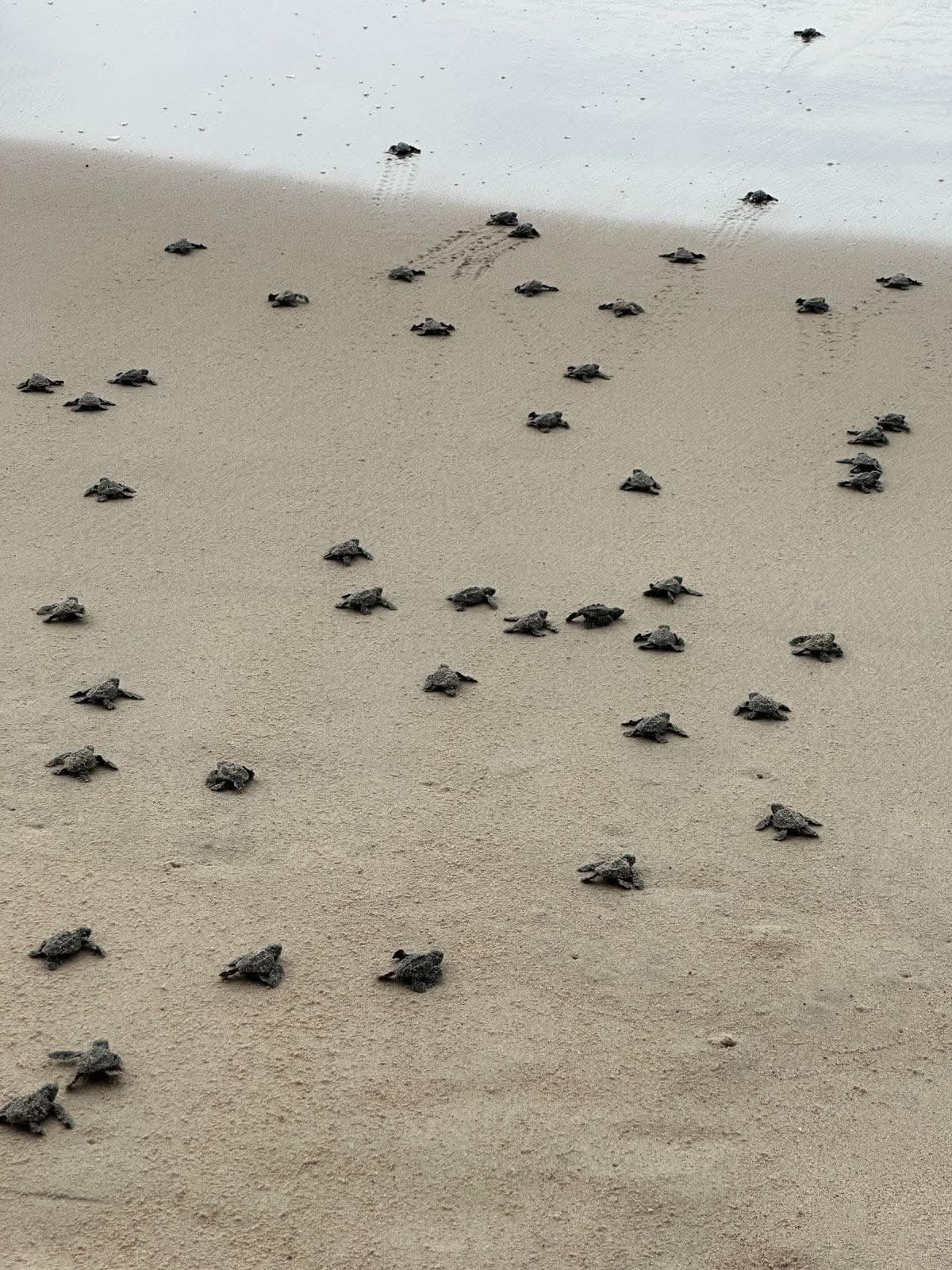 ¡Cuidemos juntos a las tortugas marinas en Puerto Vallarta!