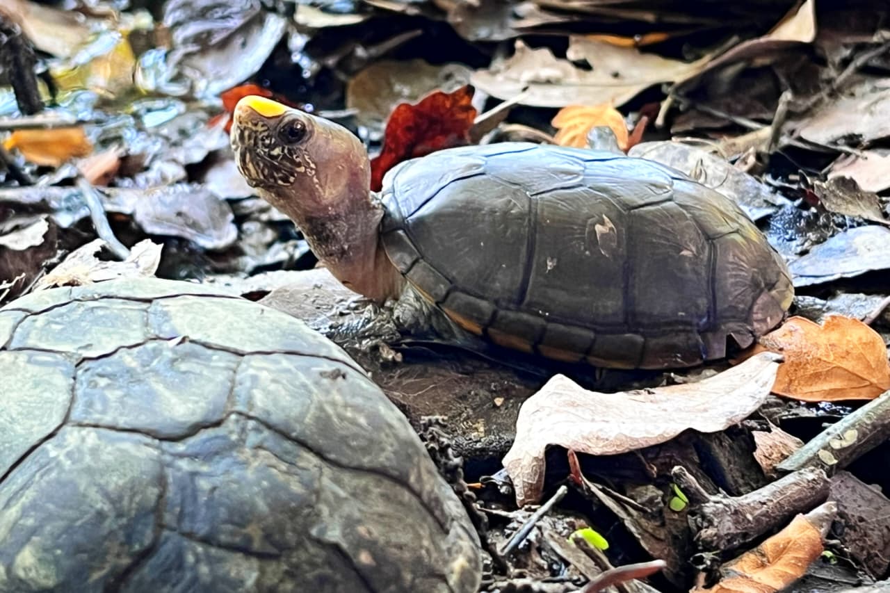 Gobierno de Munguía prioriza la conservación de la Tortuga Casquito en Vallarta