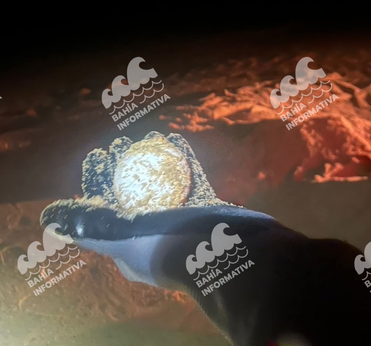 Continúa anidación de tortuga laúd en costas de Jalisco pese a amenazas a la especie