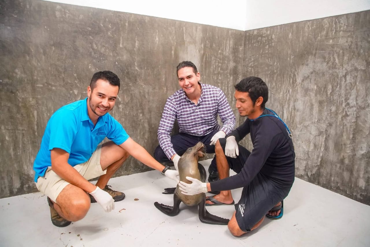 ¡“Marquitos” el lobo marino se encuentra mejorando!